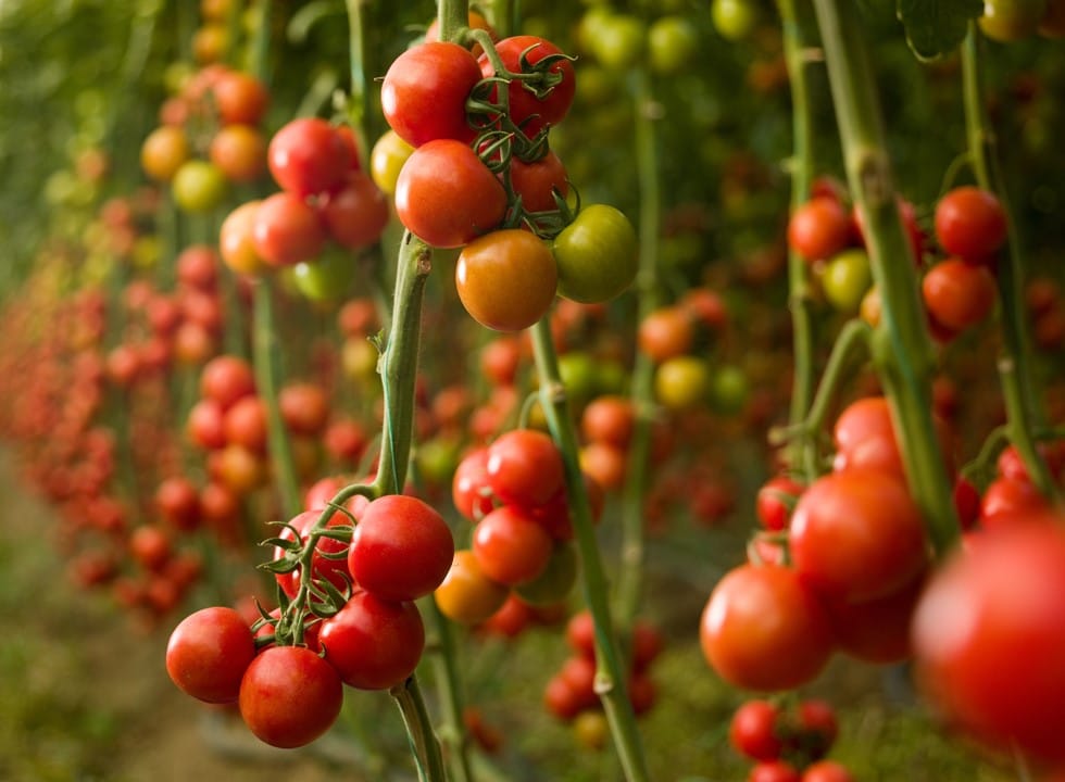 Velifer, el nuevo bio insecticida de Basf para el control de trips y mosca blanca