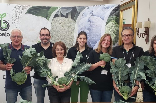 Bejo 3175, la nueva variedad de brócoli de pella muy compacta y alto rendimiento