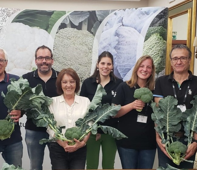 Bejo 3175, la nueva variedad de brócoli de pella muy compacta y alto rendimiento