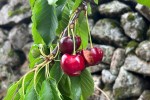 El Valle del Jerte pierde el 80% de la cosecha de cereza por las lluvias