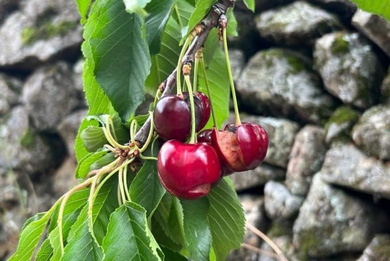 El Valle del Jerte pierde el 80% de la cosecha de cereza por las lluvias