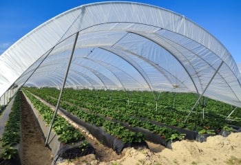 Aplicación del sistema de diagnóstico DRIS en el cultivo de fresas