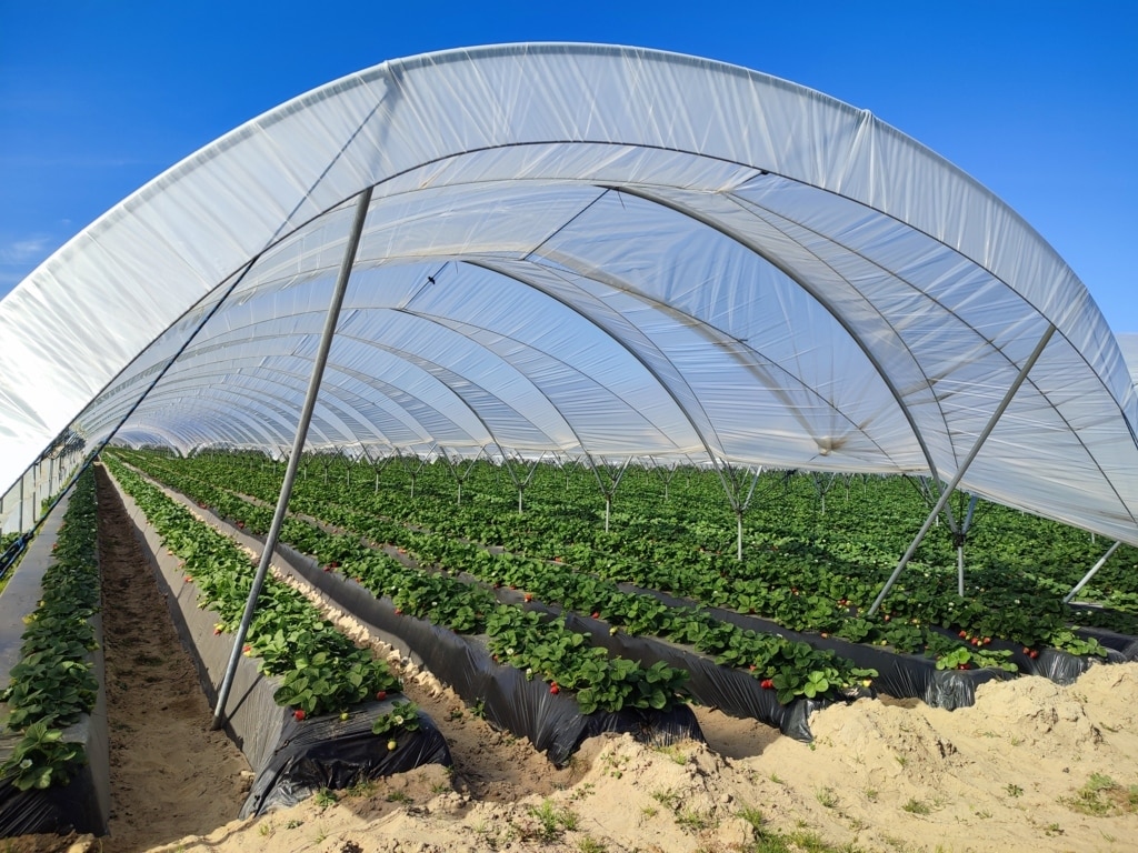 Aplicación del sistema de diagnóstico DRIS en el cultivo de fresas