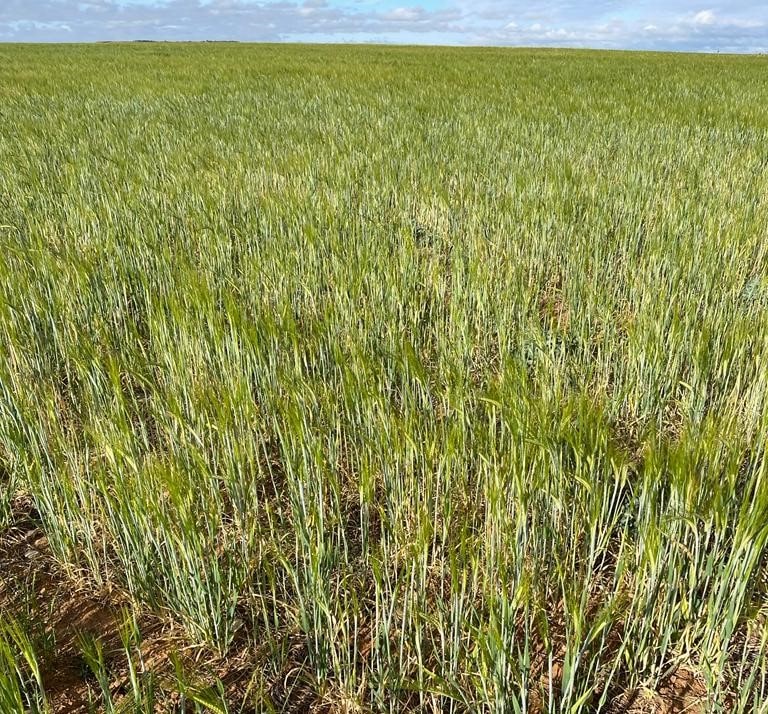 La propuesta inicial del MAPA sobre reparto de ayudas a los cultivos por sequía no convence al sector agrario