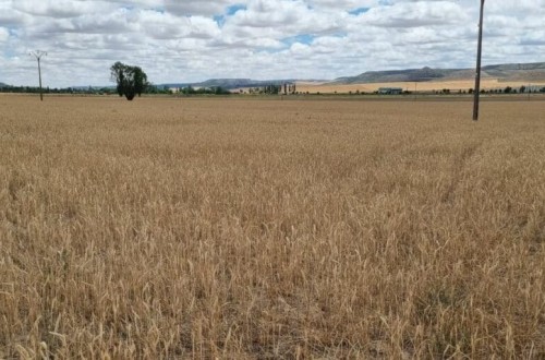 Las OPAs de Castilla y León se movilizan el 15-J y urgen ayudas para un campo devastado por la sequía
