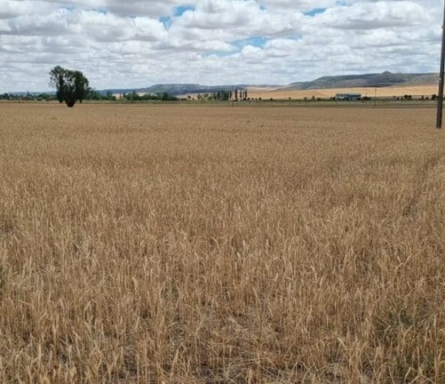 Las OPAs de Castilla y León se movilizan el 15-J y urgen ayudas para un campo devastado por la sequía