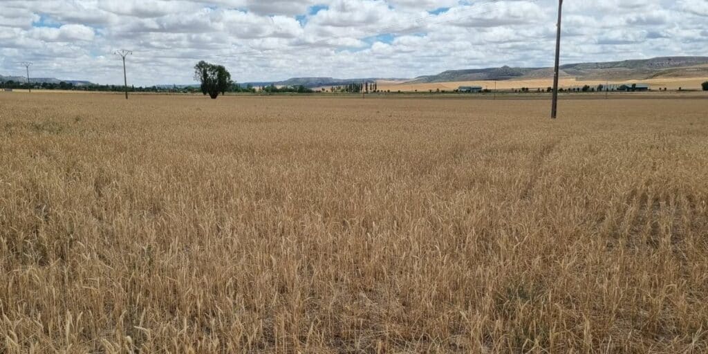 Las OPAs de Castilla y León se movilizan el 15-J y urgen ayudas para un campo devastado por la sequía