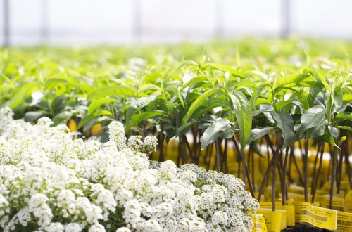 Viveros Hernandorena: nuevas variedades, formatos y sistemas de producción en fruta de hueso