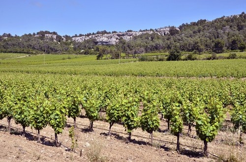 Castilla-La Mancha ha apoyado la reestructuración de 54.600 hectáreas de viñedo con 215 millones de euros desde 2018