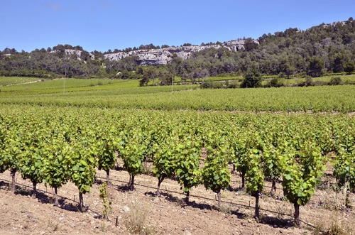 Reparto de 1.407 ha de autorizaciones de nueva plantación de viñedo de uva de vinificación