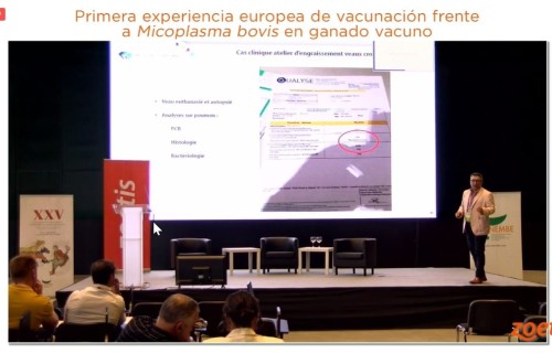 Zoetis muestra la primera experiencia europea de vacunación frente a Mycoplasma bovis