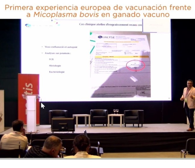 Zoetis muestra la primera experiencia europea de vacunación frente a Mycoplasma bovis