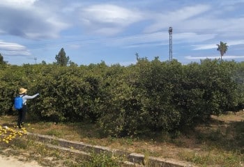 Uso de nuevos agronutrientes y bioestimulantes en cítricos