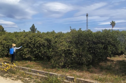 Uso de nuevos agronutrientes y bioestimulantes en cítricos