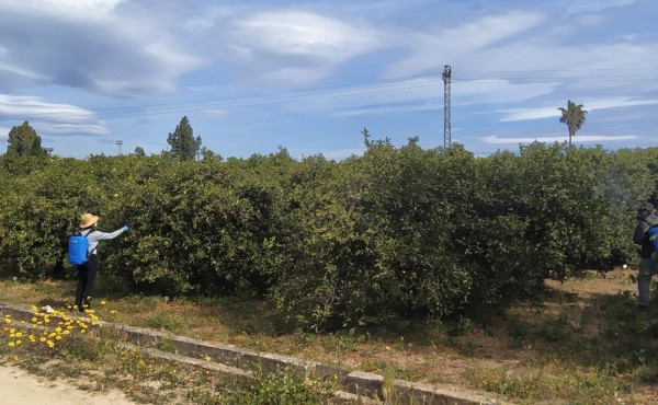 Uso de nuevos agronutrientes y bioestimulantes en cítricos