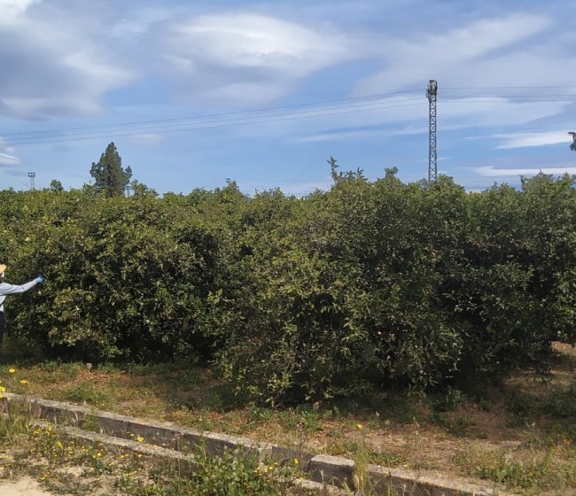 Uso de nuevos agronutrientes y bioestimulantes en cítricos