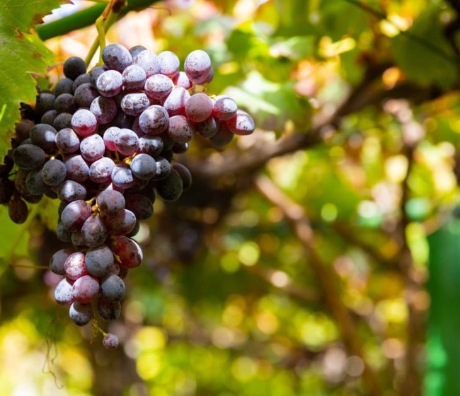 10 razones para comprender los innumerables beneficios del azufre en polvo para uso agrícola