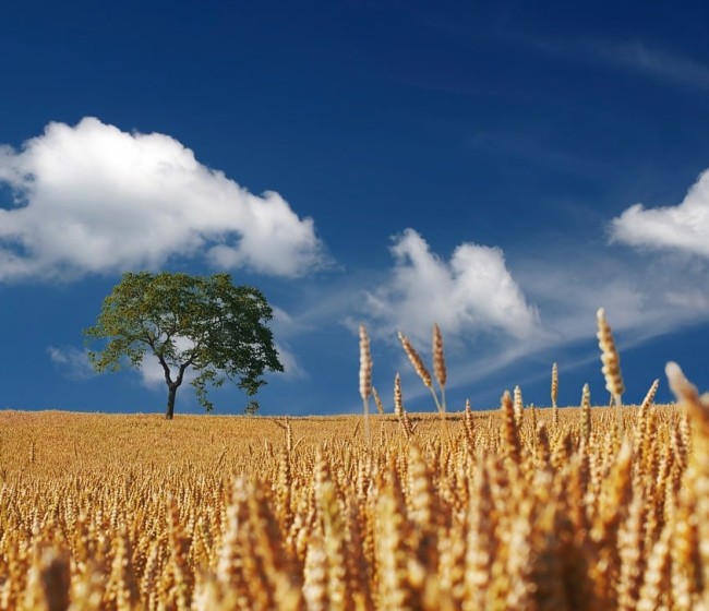 La UE-27 producirá un 7,4% y casi 20 Mt más de cereales en la campaña 2023/24 
