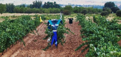 El paro registrado en Agricultura se redujo en mayo un 2,3% y casi un 23% en el último año