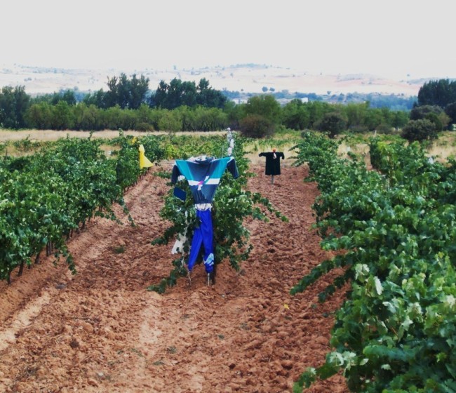 El paro registrado en Agricultura se redujo en mayo un 2,3% y casi un 23% en el último año