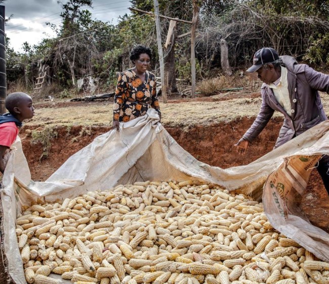 Cereales, lácteos y aceites vegetales hicieron caer en mayo el índice FAO de precios mundiales de los alimentos básicos