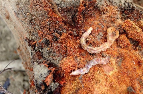 Troyan, la solución de Koppert frente a la plaga del gusano cabezudo en almendro