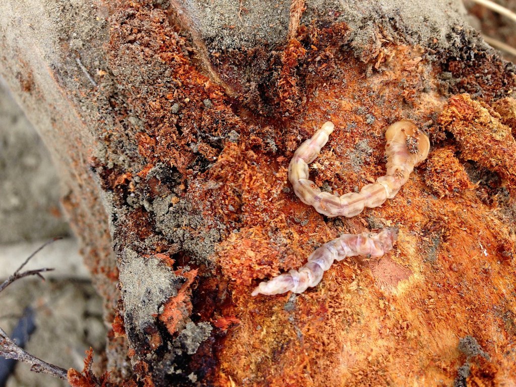 Troyan, la solución de Koppert frente a la plaga del gusano cabezudo en almendro