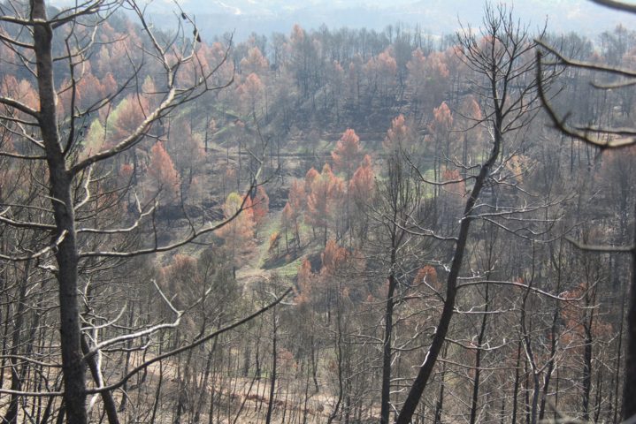 Expertos en grandes incendios forestales solicitan destinar 1.000 M€ anuales para preparar el territorio nacional