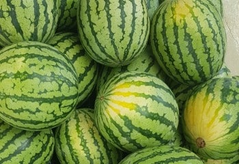 Evaluación del manejo del riego en el cultivo de la sandía