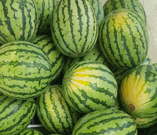 Evaluación del manejo del riego en el cultivo de la sandía