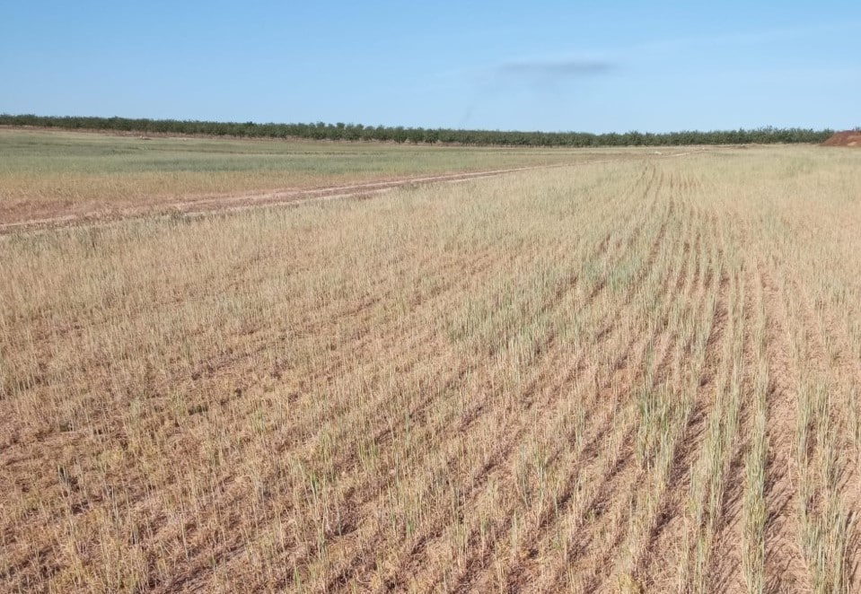 España recibirá cerca de 81,1 M€ de fondos adicionales de la Reserva de Crisis Agrícola de la PAC