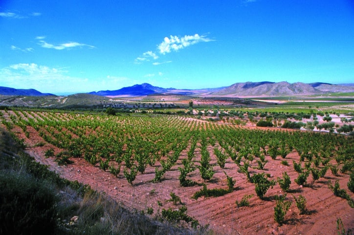 Los viticultores afectados por la sequía no serán sancionados por no ejecutar sus autorizaciones de plantación