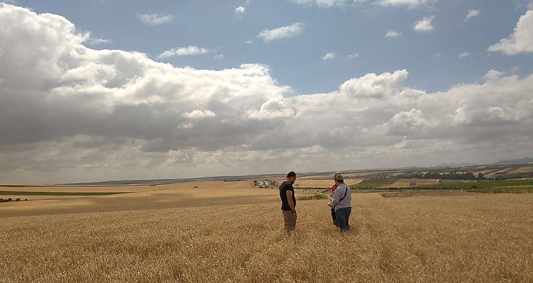 La sequía recorta hasta 278,1 Mt la previsión de cosecha de cereales en la UE para 2023/24