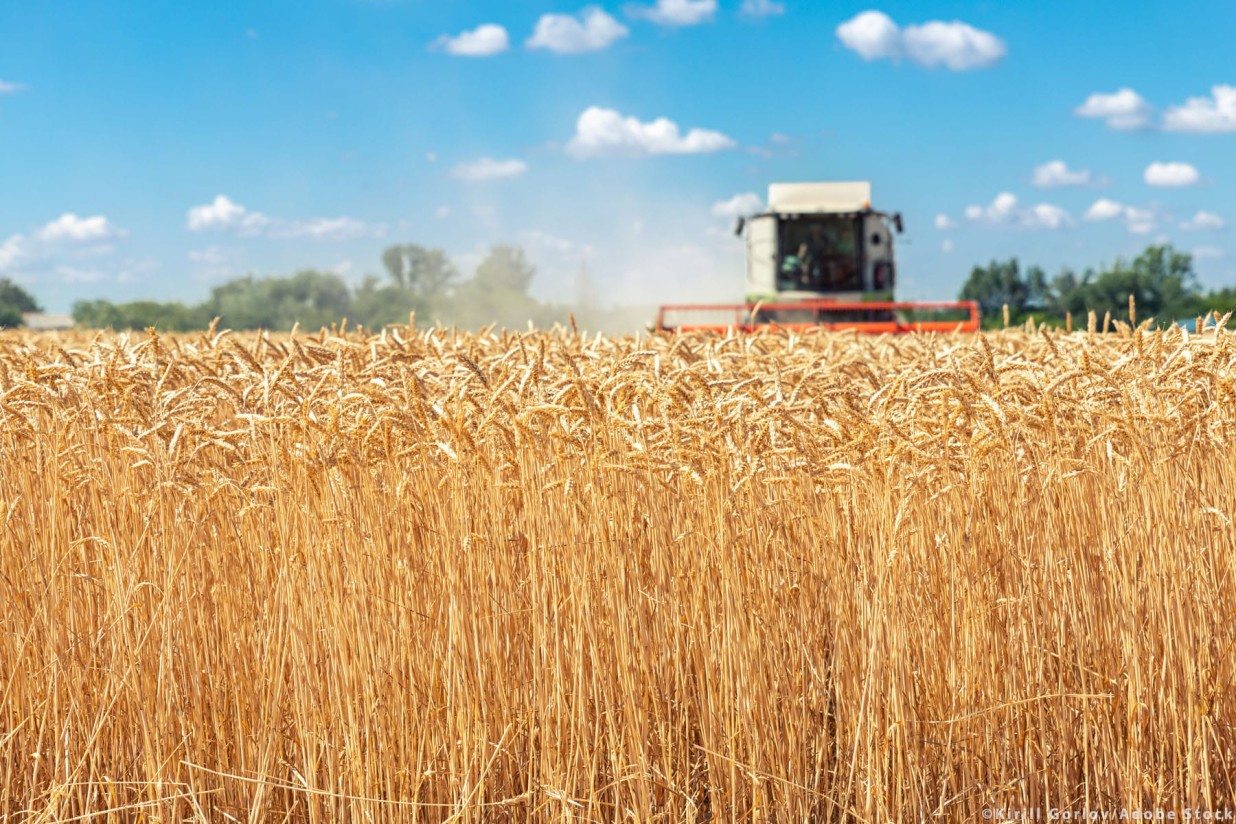 Bruselas vuelve a revisar a la baja la producción de cereales 2023/24 en la UE