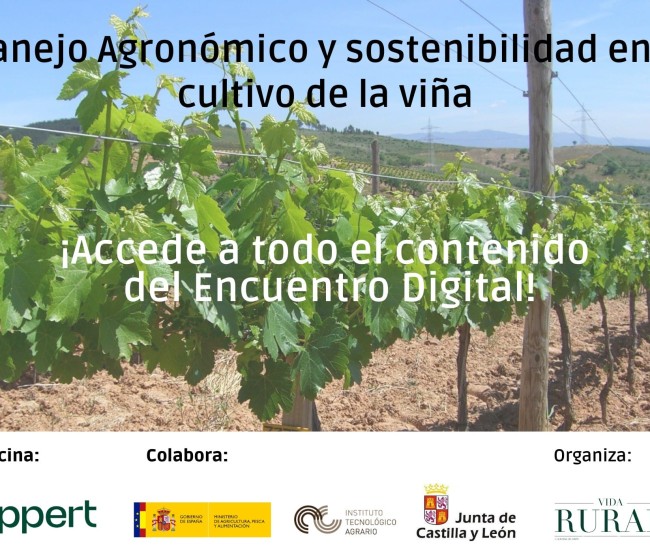Especial manejo agronómico y sostenibilidad en el cultivo de la viña