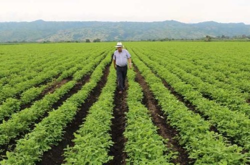 Flojo junio para el empleo y la afiliación a la Seguridad Social en el sector agrario