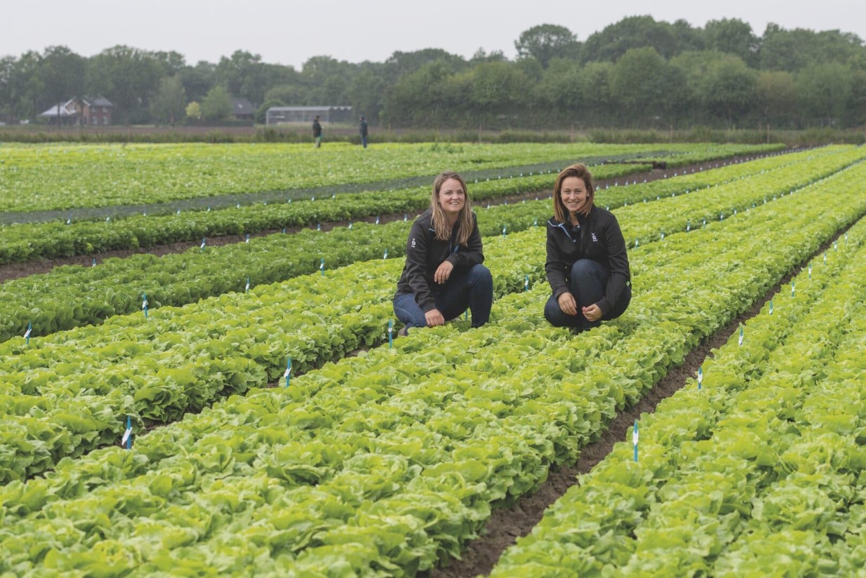 Lechuga: las variedades de Bejo resistentes a las nuevas razas de bremia