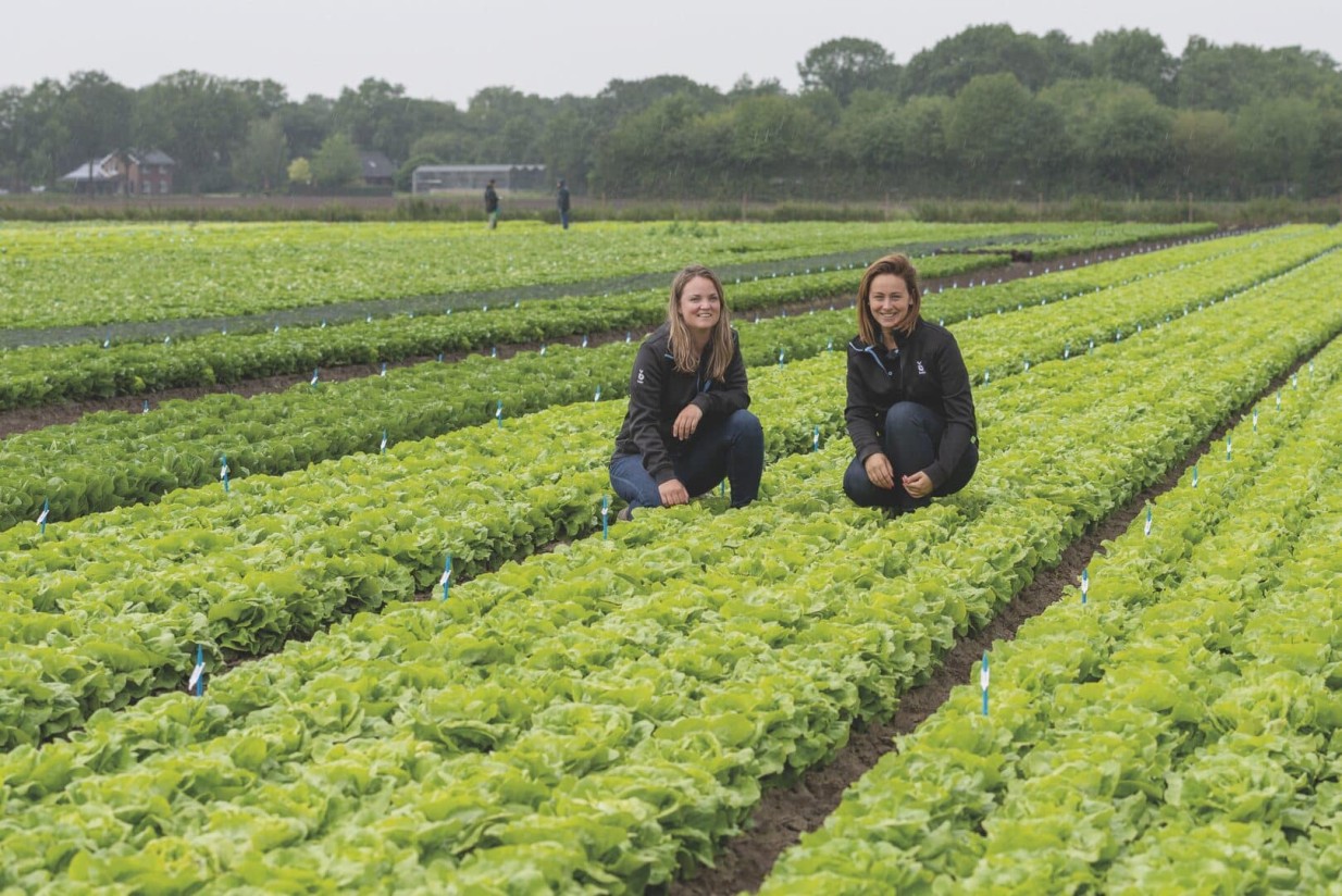 Lechuga: las variedades de Bejo resistentes a las nuevas razas de bremia