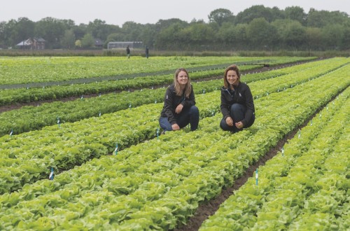Lechuga: las variedades de Bejo resistentes a las nuevas razas de bremia