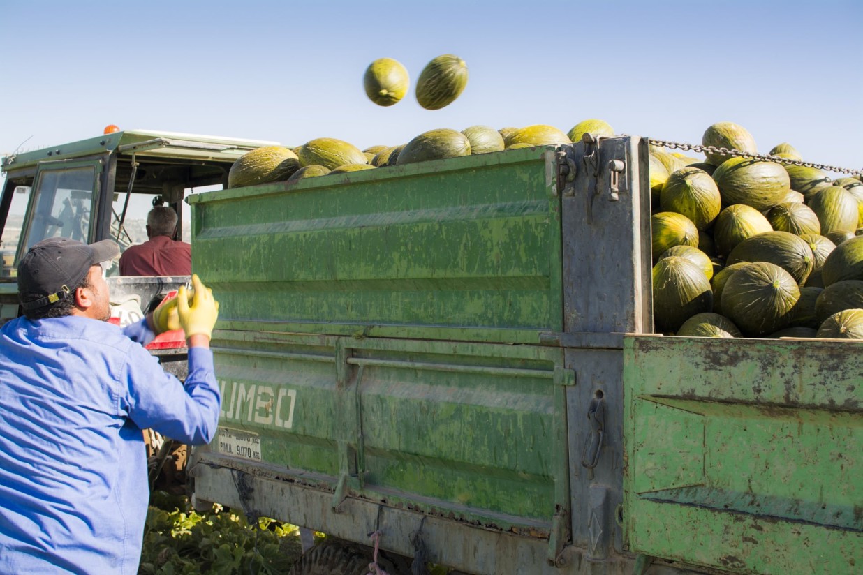 UPA denuncia distorsiones en los mercados que derivan en la escasez de melones y sandías