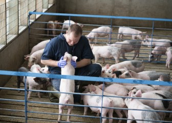 Prevención, detección temprana e innovación: las claves para mejorar la salud de los animales