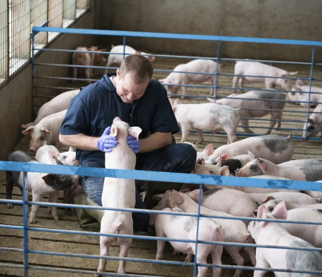 Prevención, detección temprana e innovación: las claves para mejorar la salud de los animales