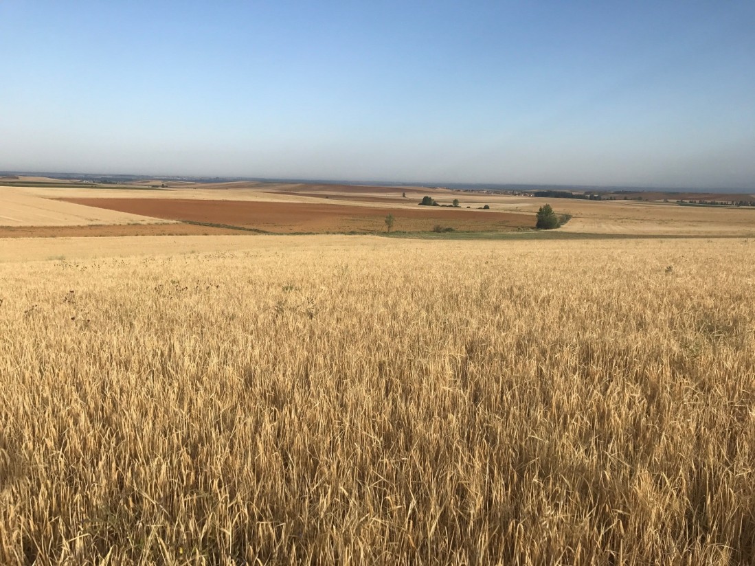 Abono de 112,6 M€ en indemnizaciones por sequía a los agricultores de cultivos herbáceos de secano asegurados