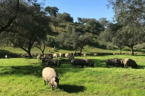 Extremadura autoriza movimientos extaordinarios de Ibérico para aprovechar la montanera 2023/24