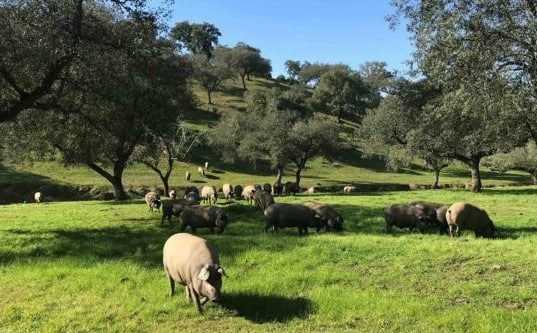 Extremadura autoriza movimientos extaordinarios de Ibérico para aprovechar la montanera 2023/24