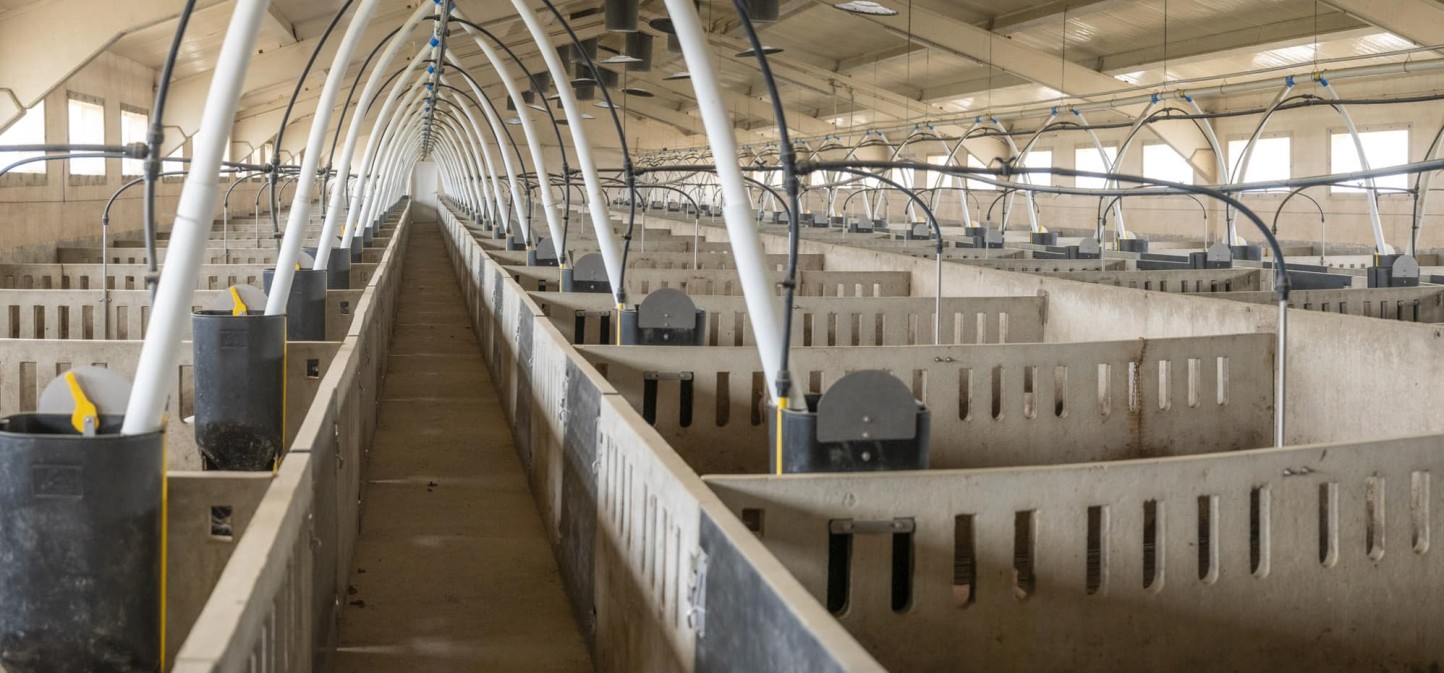 COAG prevé que el “tsunami burocrático” en bienestar animal conllevará fuertes pérdidas al porcino español