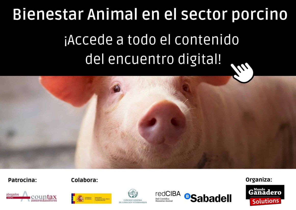 Especial Bienestar animal en el sector porcino