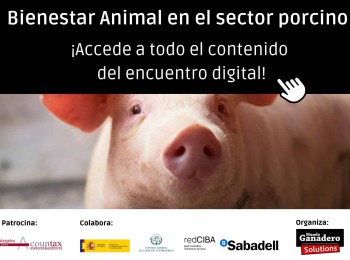 Especial Bienestar animal en el sector porcino