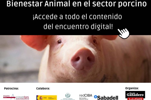 Especial Bienestar animal en el sector porcino