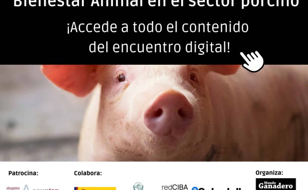 Especial Bienestar animal en el sector porcino